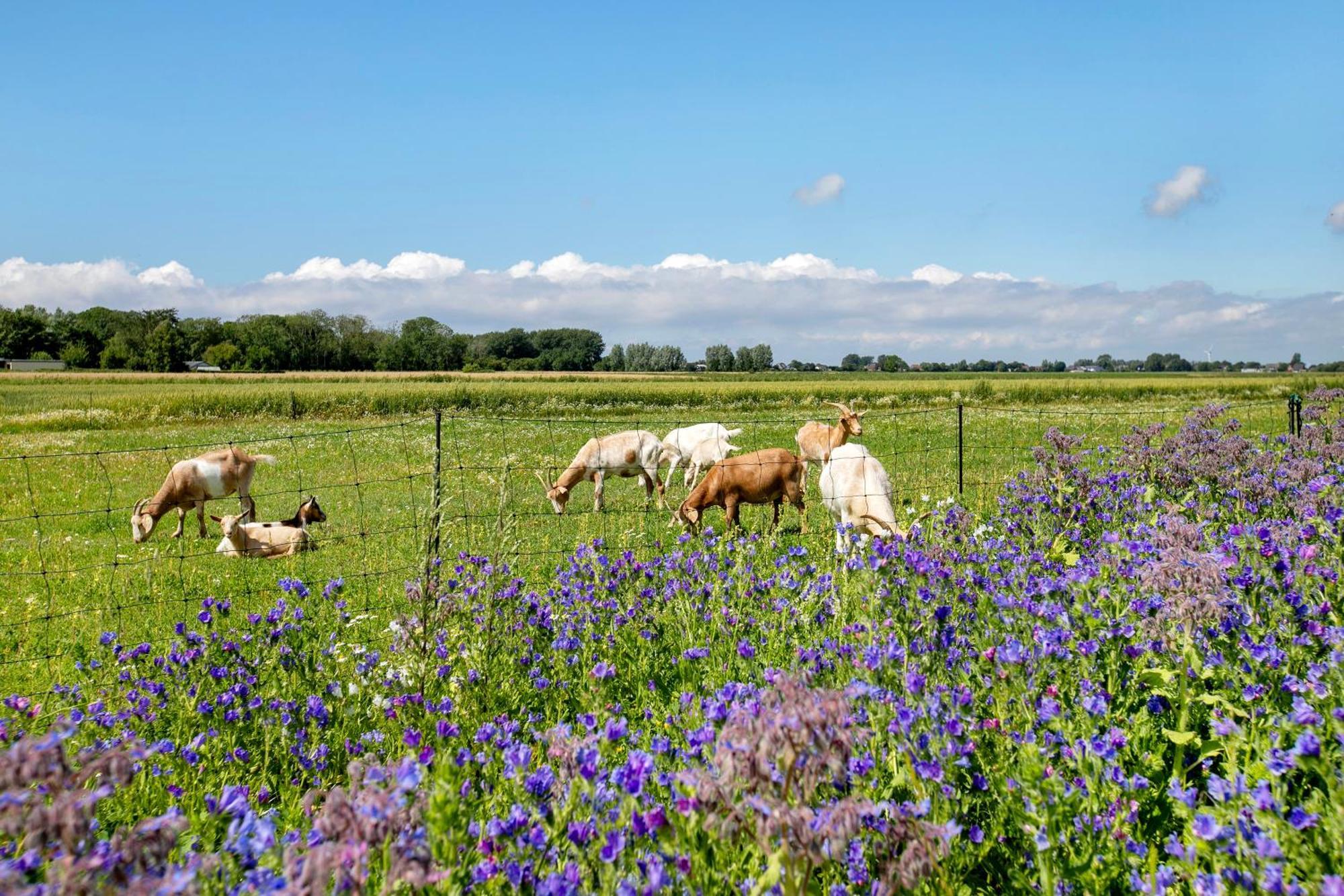 Ferienhof Jacobsen Nordstrand Buitenkant foto